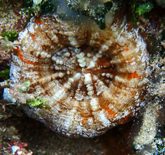 Homophyllia australis