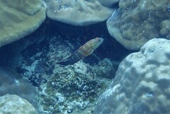 Cephalopholis urodeta