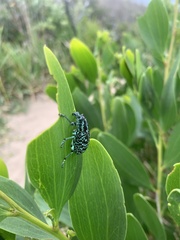 Chrysolopus spectabilis