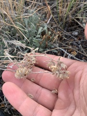 Oreocarya spiculifera