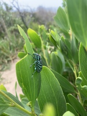 Chrysolopus spectabilis
