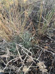 Oreocarya spiculifera