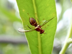 Bactrocera tryoni
