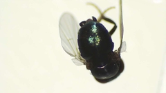 Cryptochetum iceryae
