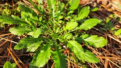 Crepidinae