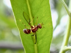 Bactrocera tryoni