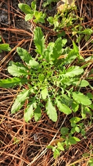 Crepidinae