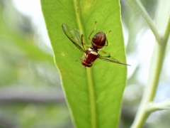 Bactrocera tryoni