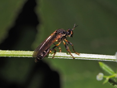 Dioctria cothurnata