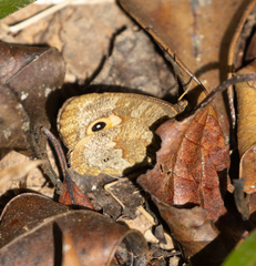 Satyrinae