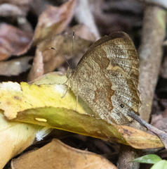 Satyrinae