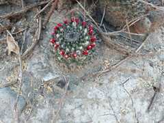 Mammillaria carnea