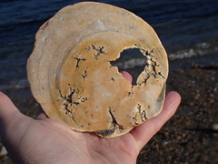 Placopecten magellanicus