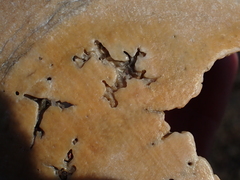 Placopecten magellanicus