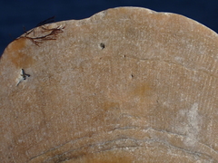 Placopecten magellanicus