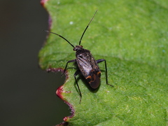 Polymerus nigrita