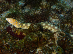 Myrichthys breviceps