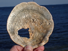 Placopecten magellanicus