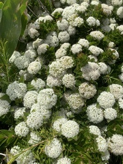 Platysace lanceolata