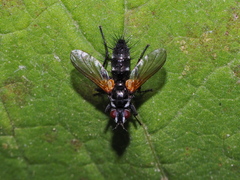 Phyllomya volvulus