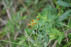 Asclepias tuberosa