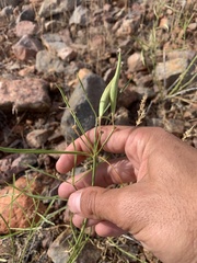 Asclepias fascicularis