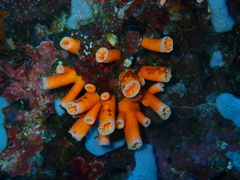 Tubastraea
