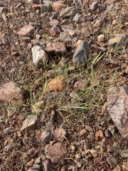 Asclepias fascicularis