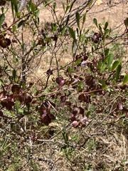 Dodonaea viscosa viscosa