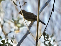 Passerina versicolor