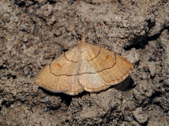 Paracolax tristalis
