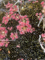 Drosera pygmaea