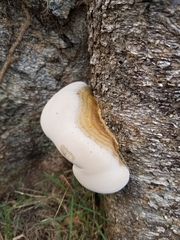 Ganoderma