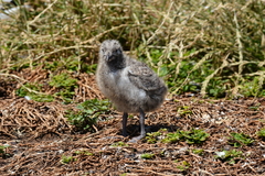 Chroicocephalus novaehollandiae novaehollandiae