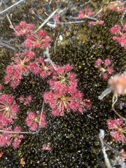 Drosera pygmaea