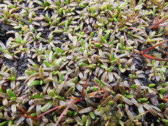 Abrotanella caespitosa