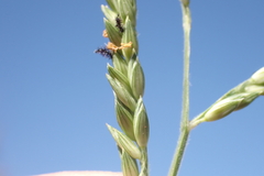 Urochloa glumaris