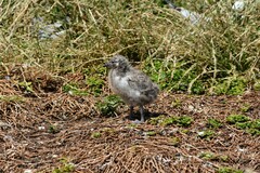 Chroicocephalus novaehollandiae novaehollandiae