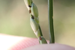 Urochloa distachya