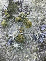 Polycauliona polycarpa