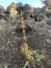 Penstemon cyaneus