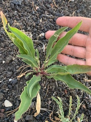 Penstemon cyaneus