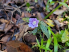 Ruellia caroliniensis