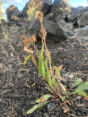 Penstemon cyaneus