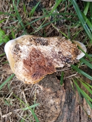 Ganoderma