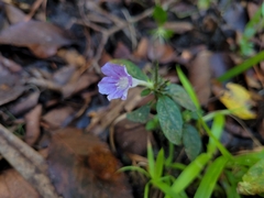 Ruellia caroliniensis