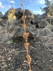 Penstemon cyaneus