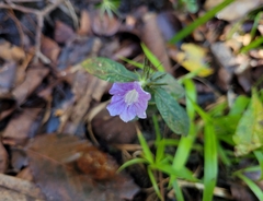 Ruellia caroliniensis
