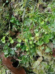 Epilobium nummulariifolium