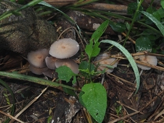 Parasola lilatinctoides